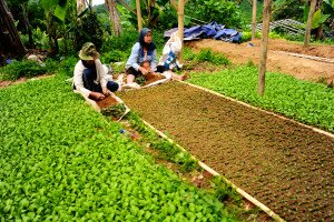 Nursery of cabbage seedlings